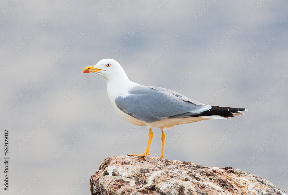 Yellow-legged Gull, Larus michahellis michahellis Yellow-legged Gull, Larus michahellis michahellis