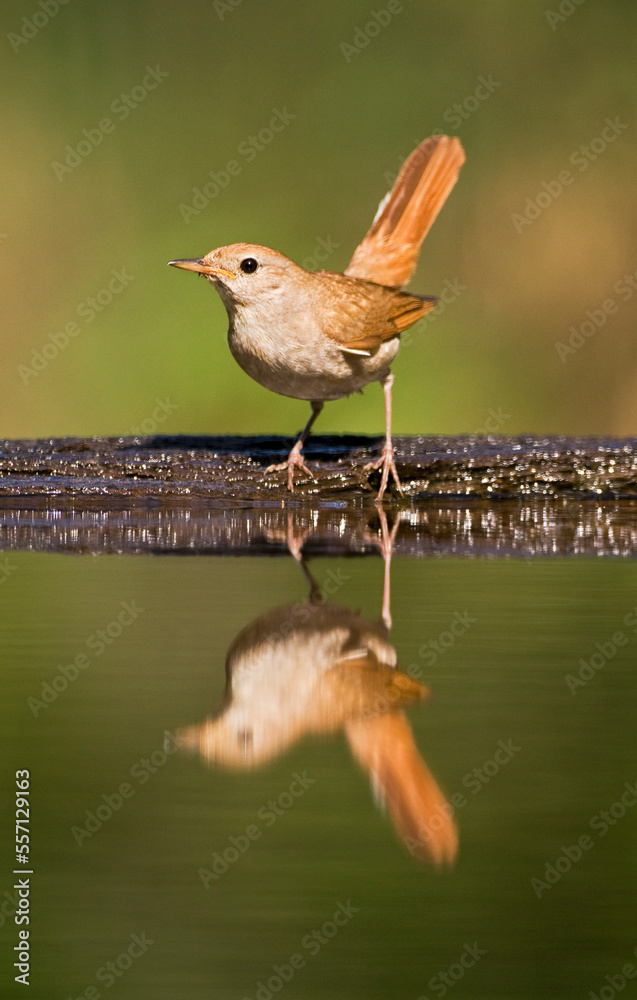 Nachtegaal, Common Nightingale, Luscinia megarhynchos