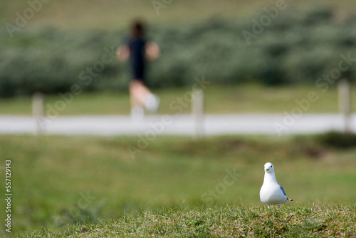 Stormmeeuw, Common Gull, Larus canus photo