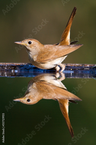 Nachtegaal, Common Nightingale, Luscinia megarhynchos photo