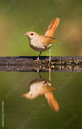 Obraz na płótnie Nachtegaal, Common Nightingale, Luscinia megarhynchos w salonie