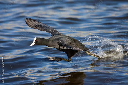 Eurasian Coot, Meerkoet, Fulica atra