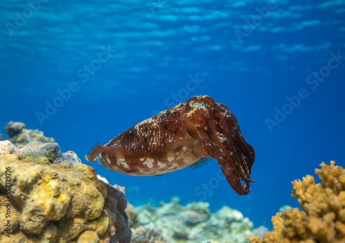 Cuttlefish on a coral reef in Philippines