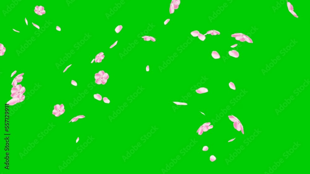 The animation of flying flowers looks beautiful, against a green screen background, perfect for advertising, venues, editing, content, video, romance, cinematic, movies, etc. The animation of flying flowers looks beautiful, against a green screen background, perfect for advertising, venues, editing, content, video, romance, cinematic, movies, etc.