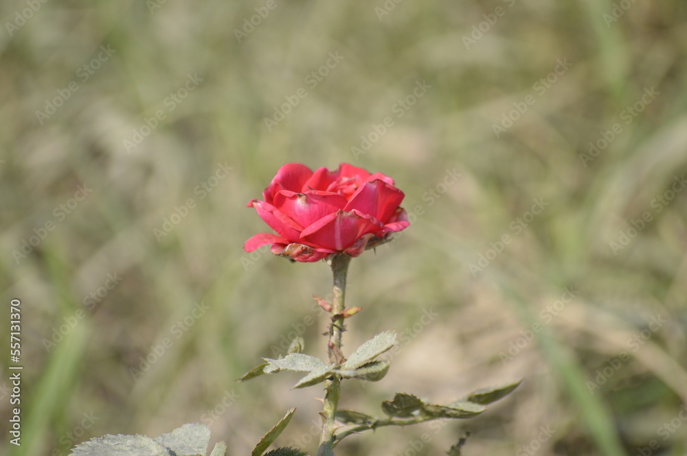 Obraz premium red rose in the garden 