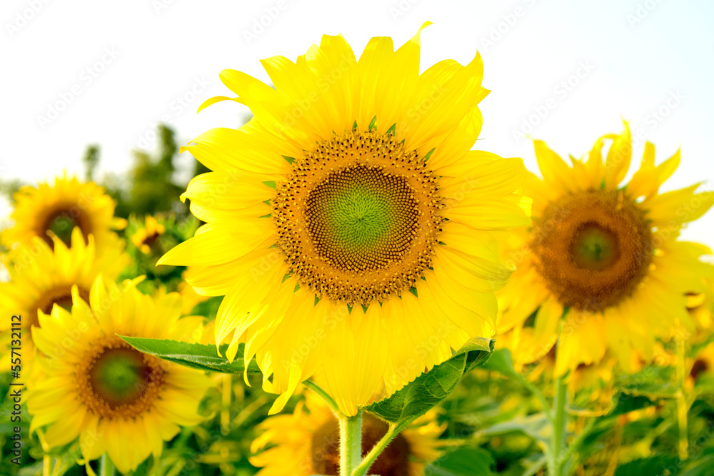 Fototapeta premium Bright yellow sunflowers in a flower field