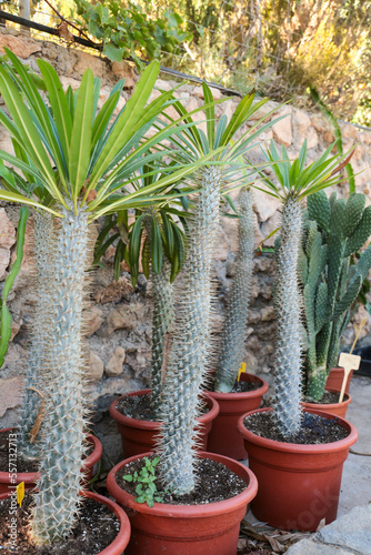 Senecio Kleinia plant in the garden photo