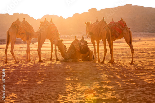 Jordan, camels caravan rests in majestic Wadi Rum desert, Valley of the Moon. Landscape with sandstone mountain rock