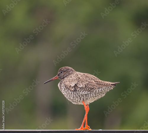 common redshank redshank