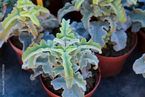 Kalanchoe Beharensis Drake plants in the garden photo