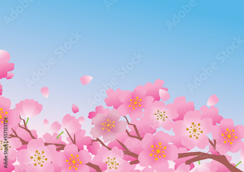 桜 春 花びら 背景