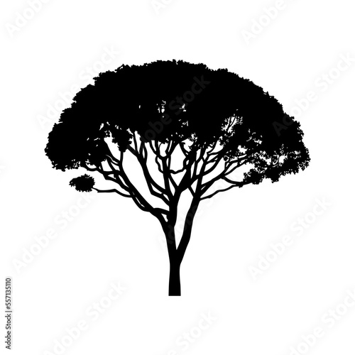 Acacia tree  manually traced and highly detailed vector silhouette