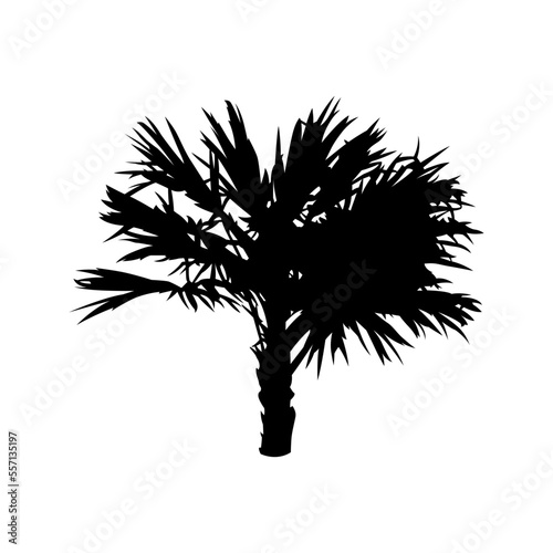 Palm tree, manually traced and highly detailed vector silhouette