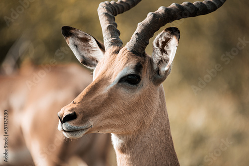 Canvas Print Impala face close up