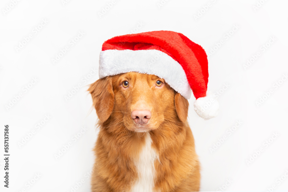 cute Toller retriever dog looking at camera and wearing a christmas hat against white background cute Toller retriever dog looking at camera and wearing a christmas hat against white background