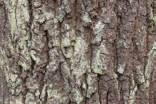 Wrinkled tree bark. Bark detail. Background for pc. © Roman Bjuty