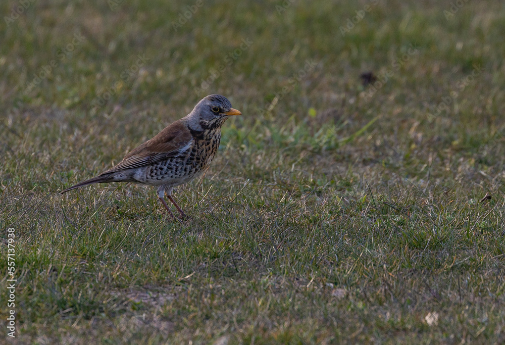 Fieldfare bird standing on the grass