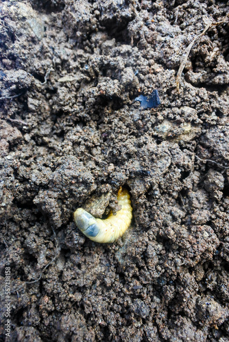 the larvae of the beetle Diloboderus abderus which are on fertile soil