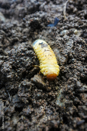 the larvae of the beetle Diloboderus abderus which are on fertile soil