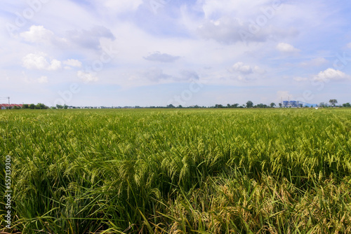 the view of the countryside with rice fields that are starting to turn yellow under a beautiful blue sky