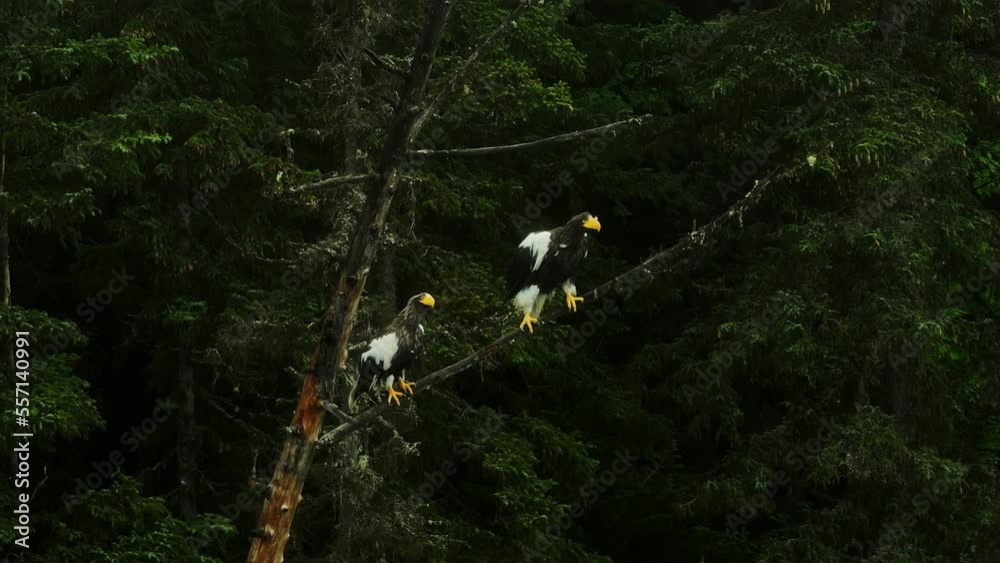 Two great hornbill in a tree. a couple of birds perched on top of a tree Two great hornbill in a tree. a couple of birds perched on top of a tree