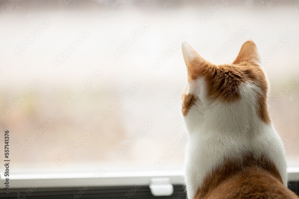 sad cat waiting for the owner in home at natural window background - obrazy, fototapety, plakaty 
