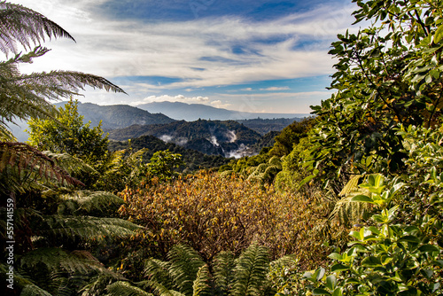 trees on the mountain