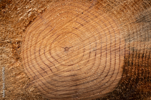 Textura de um tronco de madeira de pinho com os seus anéis no interior
 photo