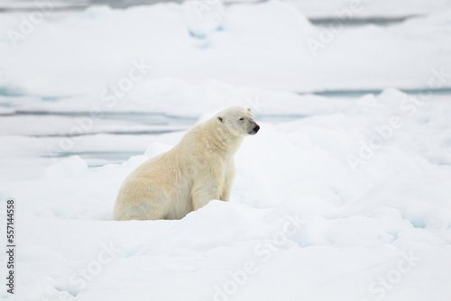 Polar bear walking on the ice in the Arctic