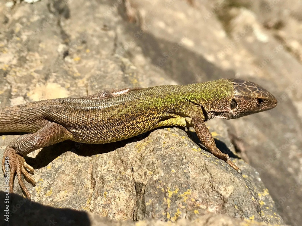 lizard on a rock lizard on a rock