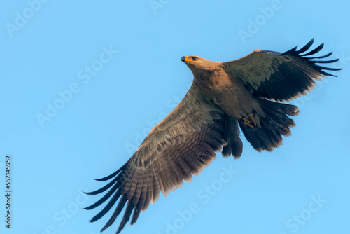 eagle in flight, tawny eagle flying in the blue sky , The tawny eagle is a large bird of prey. Like all eagles, it belongs to the family Accipitridae