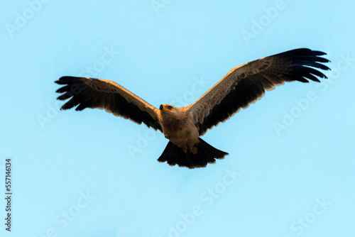eagle in flight  tawny eagle flying in the blue sky   The tawny eagle is a large bird of prey. Like all eagles  it belongs to the family Accipitridae