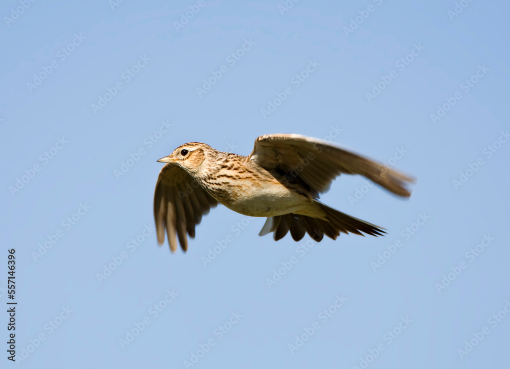 Obraz premium Veldleeuwerik, Eurasian Skylark, Alauda arvensis