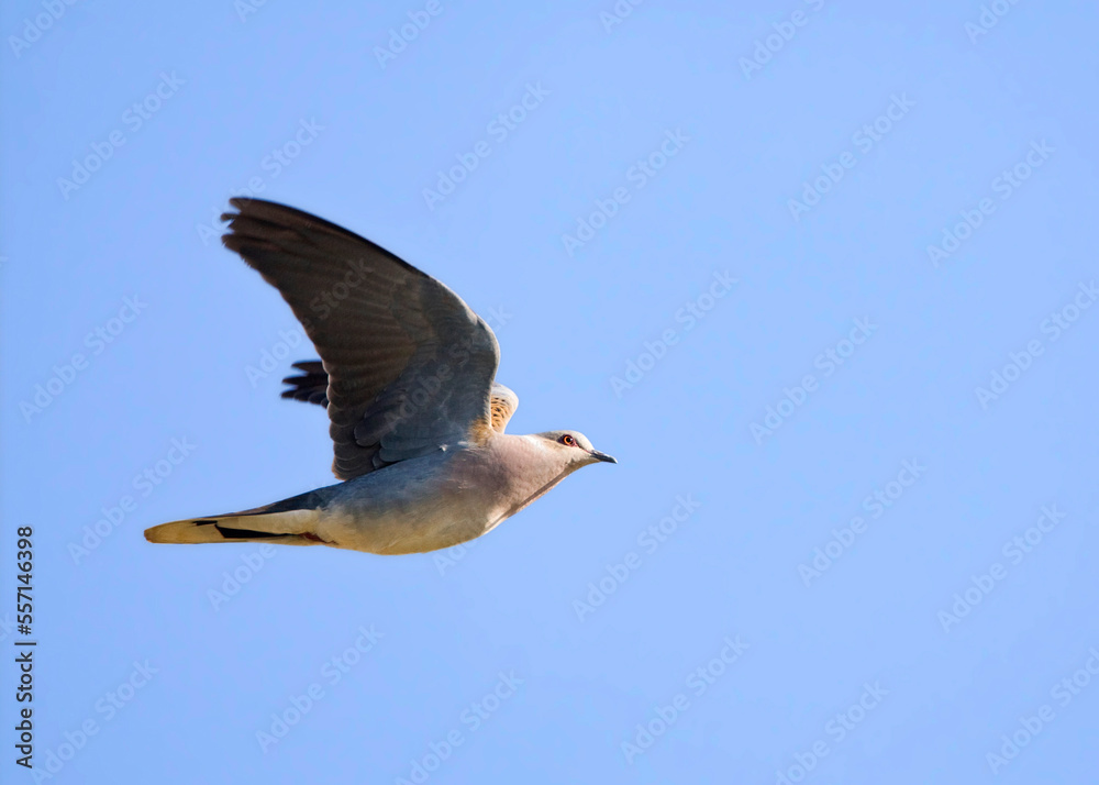 Obraz premium Zomertortel, European Turtle Dove, Streptopelia turtur