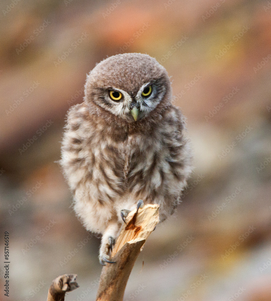Steenuil, Little Owl, Athene noctua Steenuil, Little Owl, Athene noctua