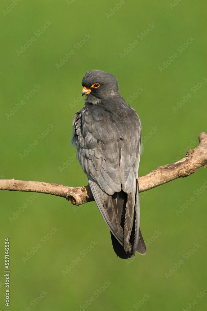 Roodpootvalk, Red-Footed Falcon, Falco vespertinus Roodpootvalk, Red-Footed Falcon, Falco vespertinus