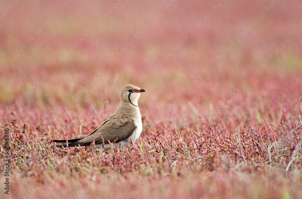 Vorkstaartplevier, Collared Pratincole, Glareola pratincola Vorkstaartplevier, Collared Pratincole, Glareola pratincola