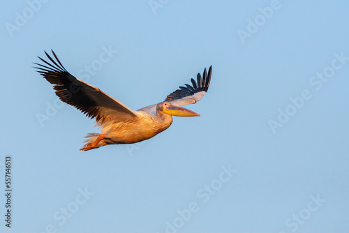 Great White Pelican, Pelecanus onocrotalus