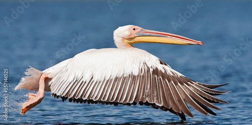 Roze Pelikaan, Great White Pelican, Pelecanus onocrotalus