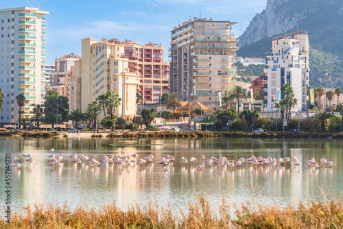 Photography Flamingos in the city. Wild animals in Urban areas. Calp, Spain