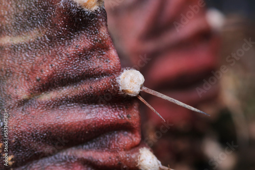 mammillaria mammillaris cactus macro photo photo