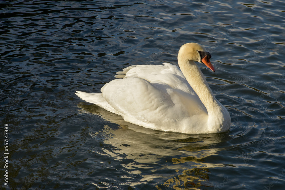 Naklejka premium 松本城お堀を泳ぐ白鳥