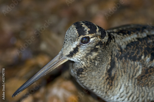 Eurasian Woodcock, Houtsnip, Scolopax rusticola photo