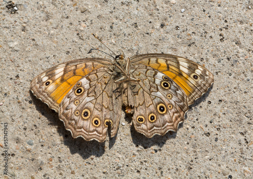 Kirinia roxelana, the lattice brown, is a butterfly of the family Nymphalidae. Adult female, showing ventral surface. photo