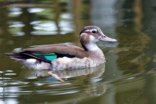 Photography duck in the water