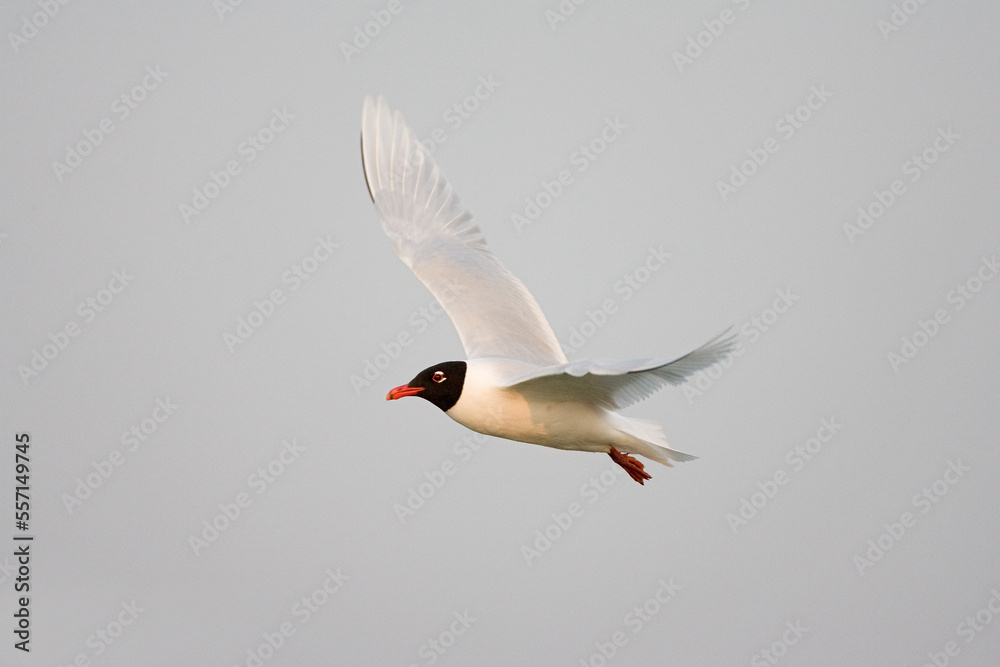 Fototapeta premium Mediterranean Gull, Zwartkopmeeuw, Larus melanocephalus