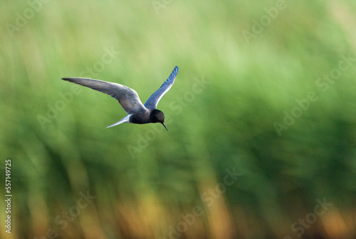 Zwarte Stern, Black Tern, Chlidonias niger © Marc