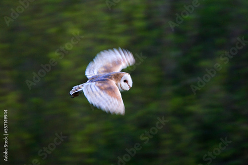 Kerkuil, Barn Owl, Tyto alba photo