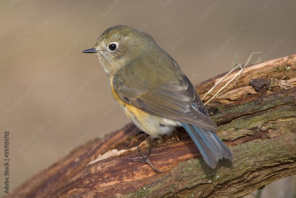 Fototapeta premium Red-flanked Bluetail, Blauwstaart, Luscinia cyanura