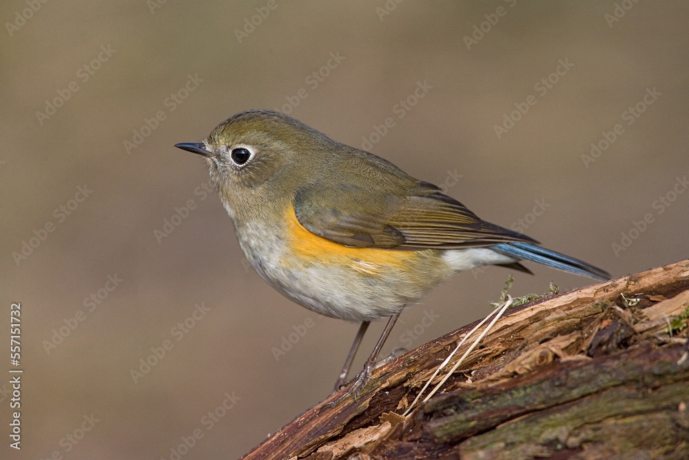 Red-flanked Bluetail, Blauwstaart, Luscinia cyanura Red-flanked Bluetail, Blauwstaart, Luscinia cyanura